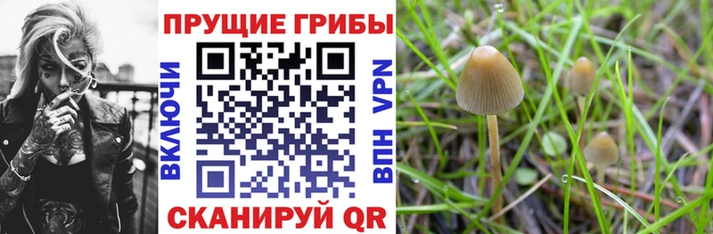 Галлюциногенные грибы Psilocybe  площадка формула  Тара  ссылка на мегу ТОР 